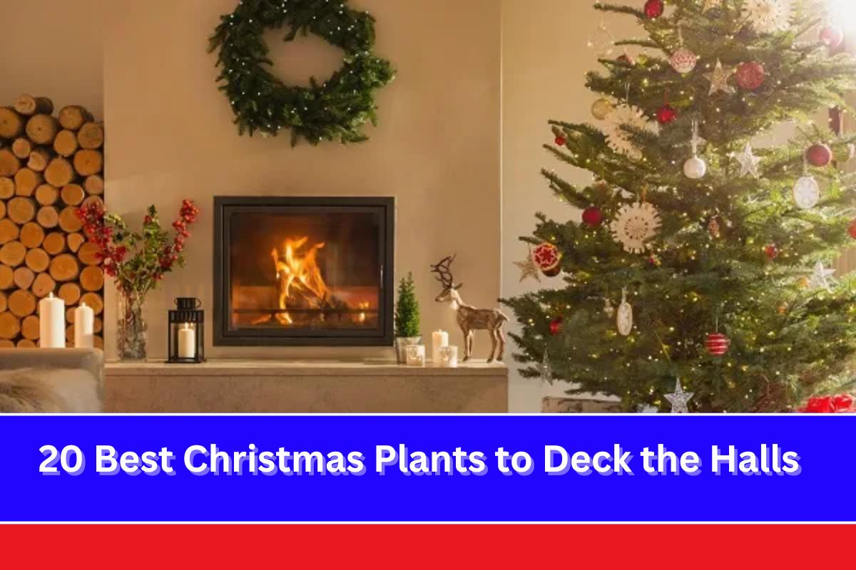 20 Best Christmas Plants to Deck the Halls