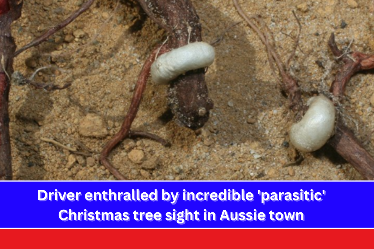 Driver enthralled by incredible 'parasitic' Christmas tree sight in Aussie town