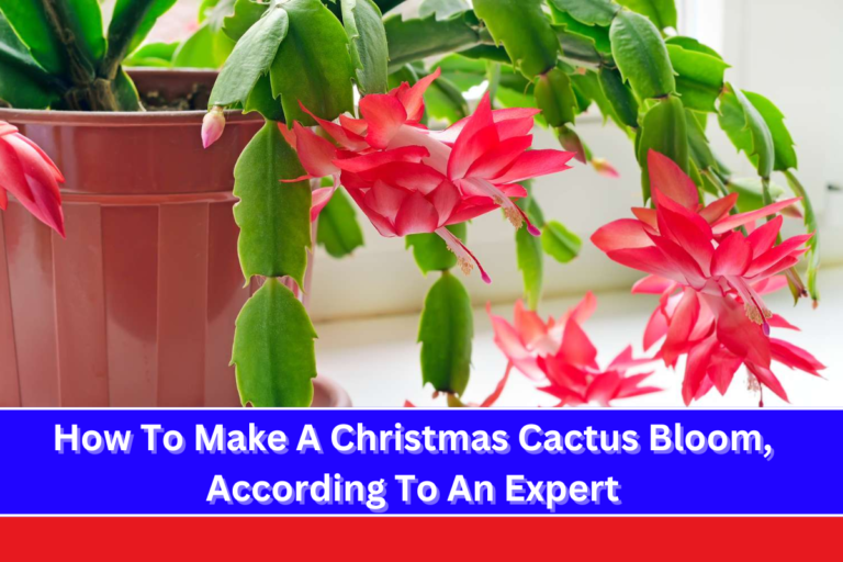 How To Make A Christmas Cactus Bloom, According To An Expert