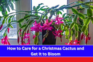 How to Care for a Christmas Cactus and Get It to Bloom