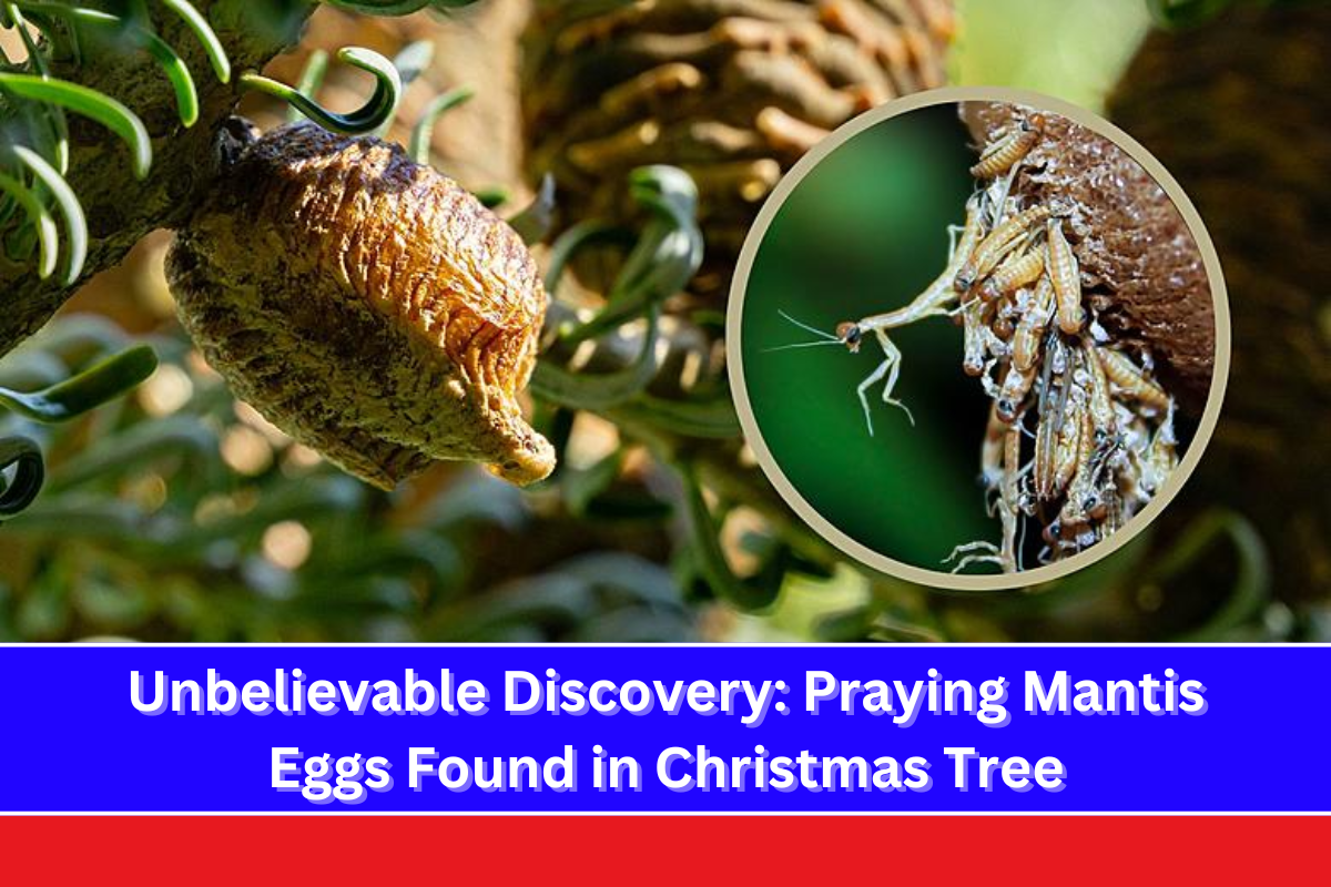 Unbelievable Discovery Praying Mantis Eggs Found in Christmas Tree